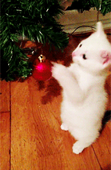 animal christmas animated GIF